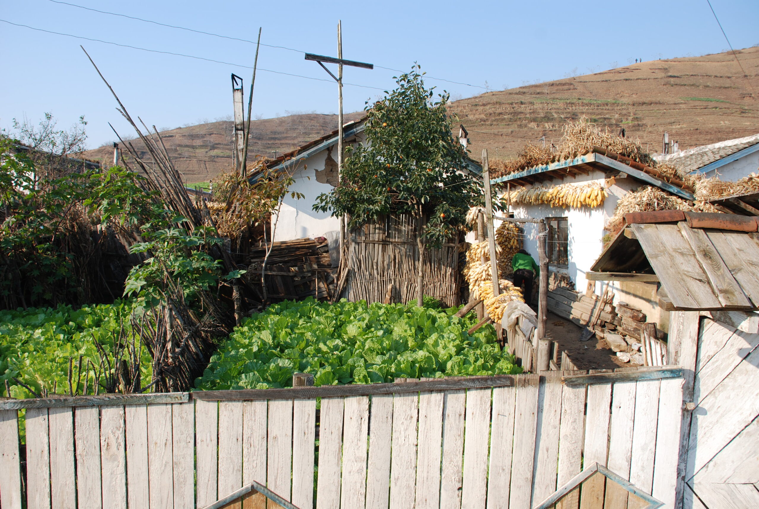 In all the villages visited, the small gardens around houses are all being used to grow food, mostly cabbage for the traditional Korean dish "kimchi" or pickled cabbage.